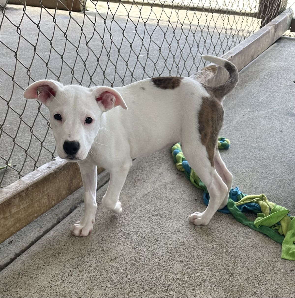 Gallery image: Sprinkle