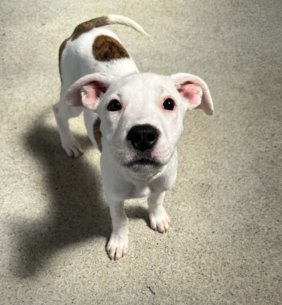 Gallery image: Sprinkle