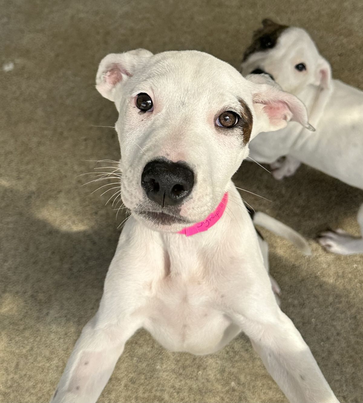 Gallery image: Syrup