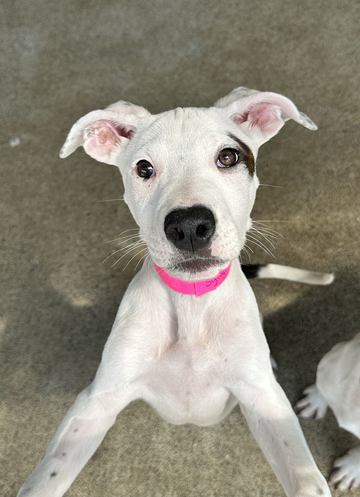 Gallery image: Syrup