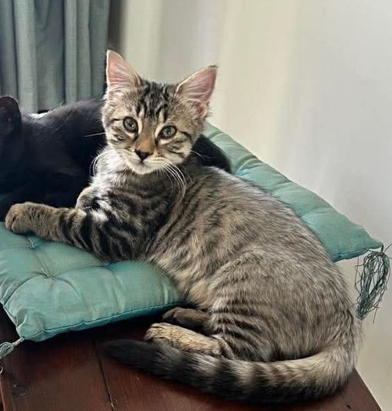 Gallery image: Dexter