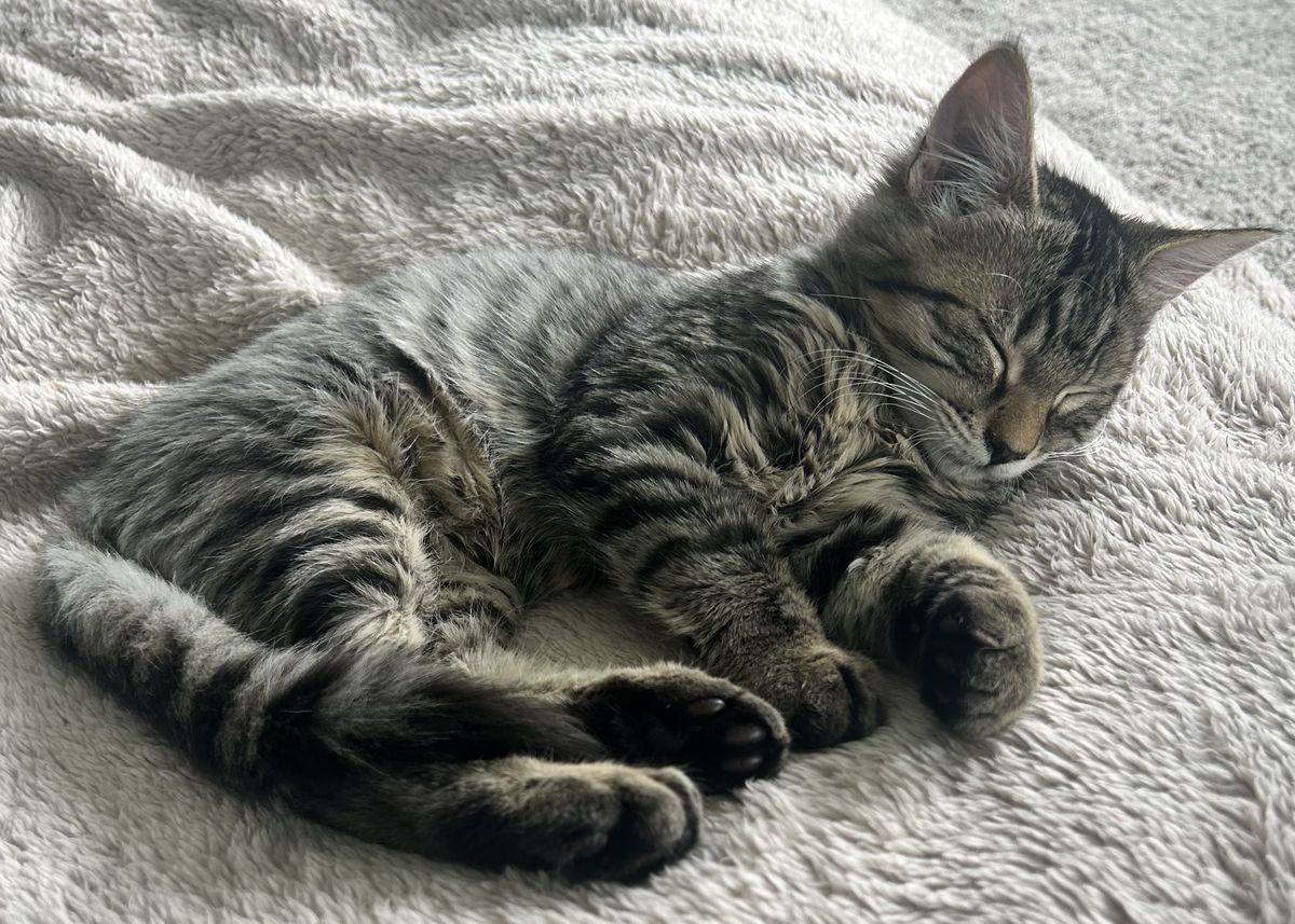 Gallery image: Dexter