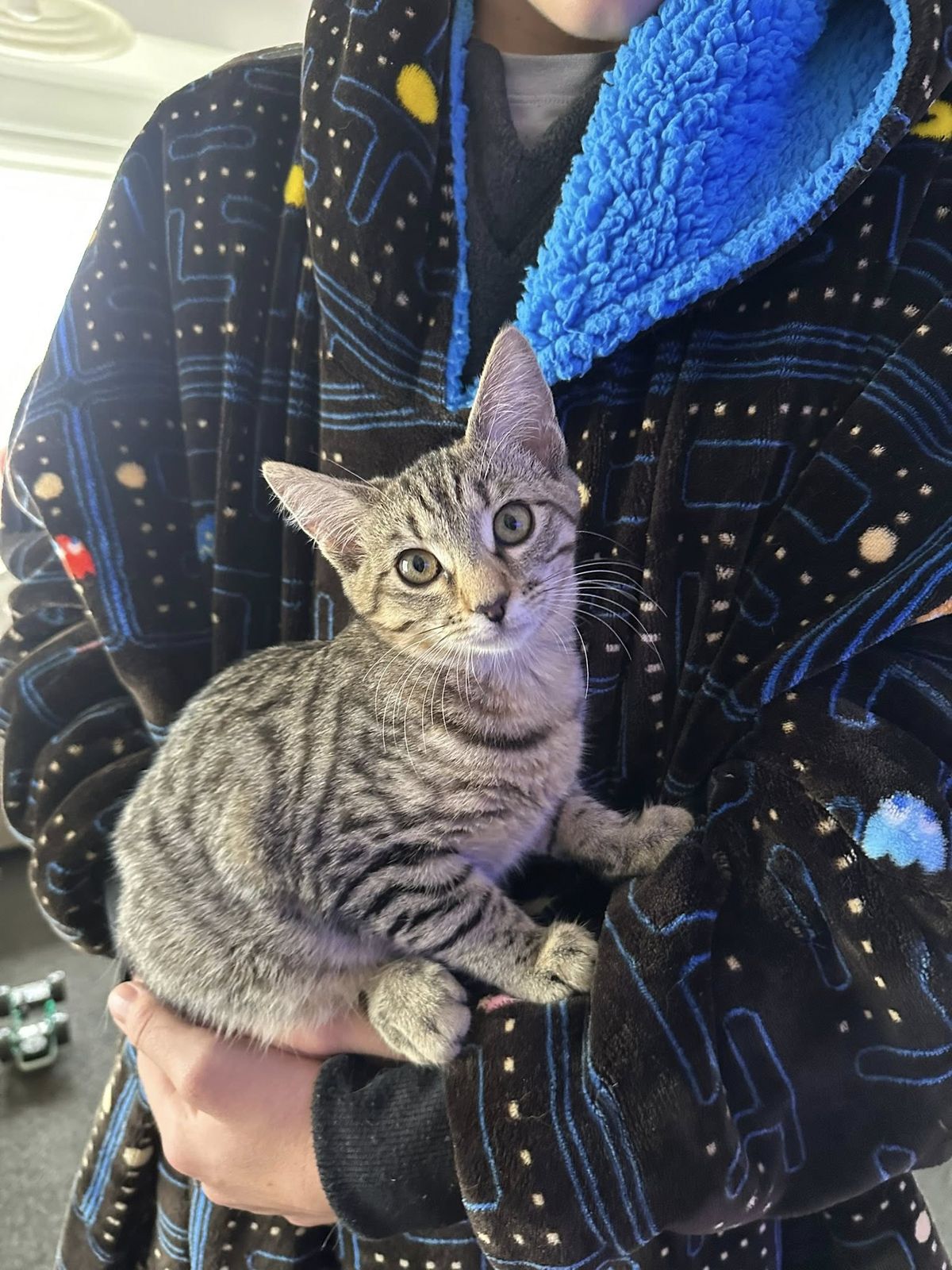 Gallery image: Stevie