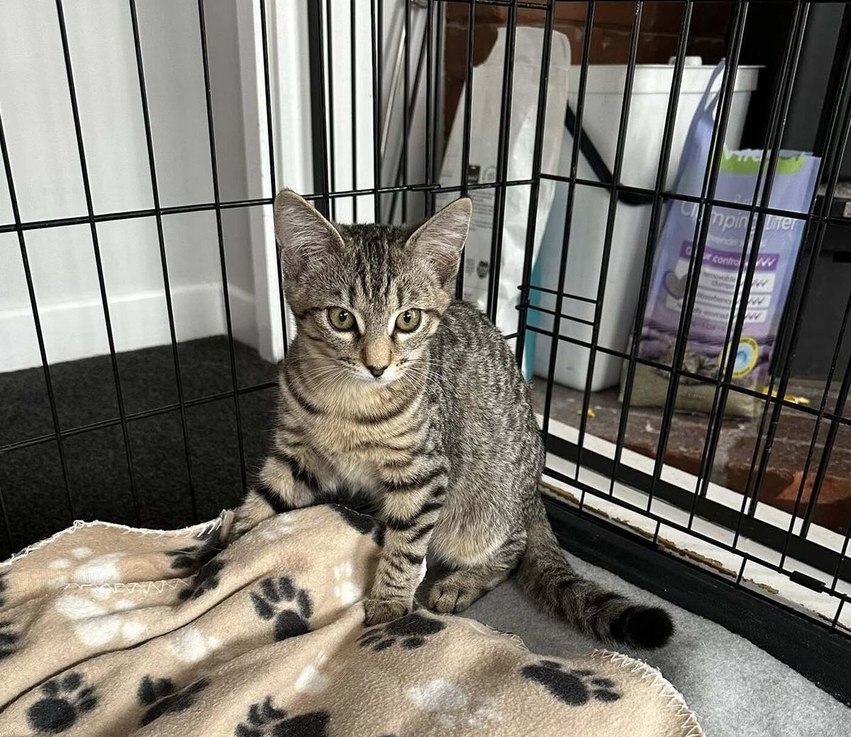 Gallery image: Stevie