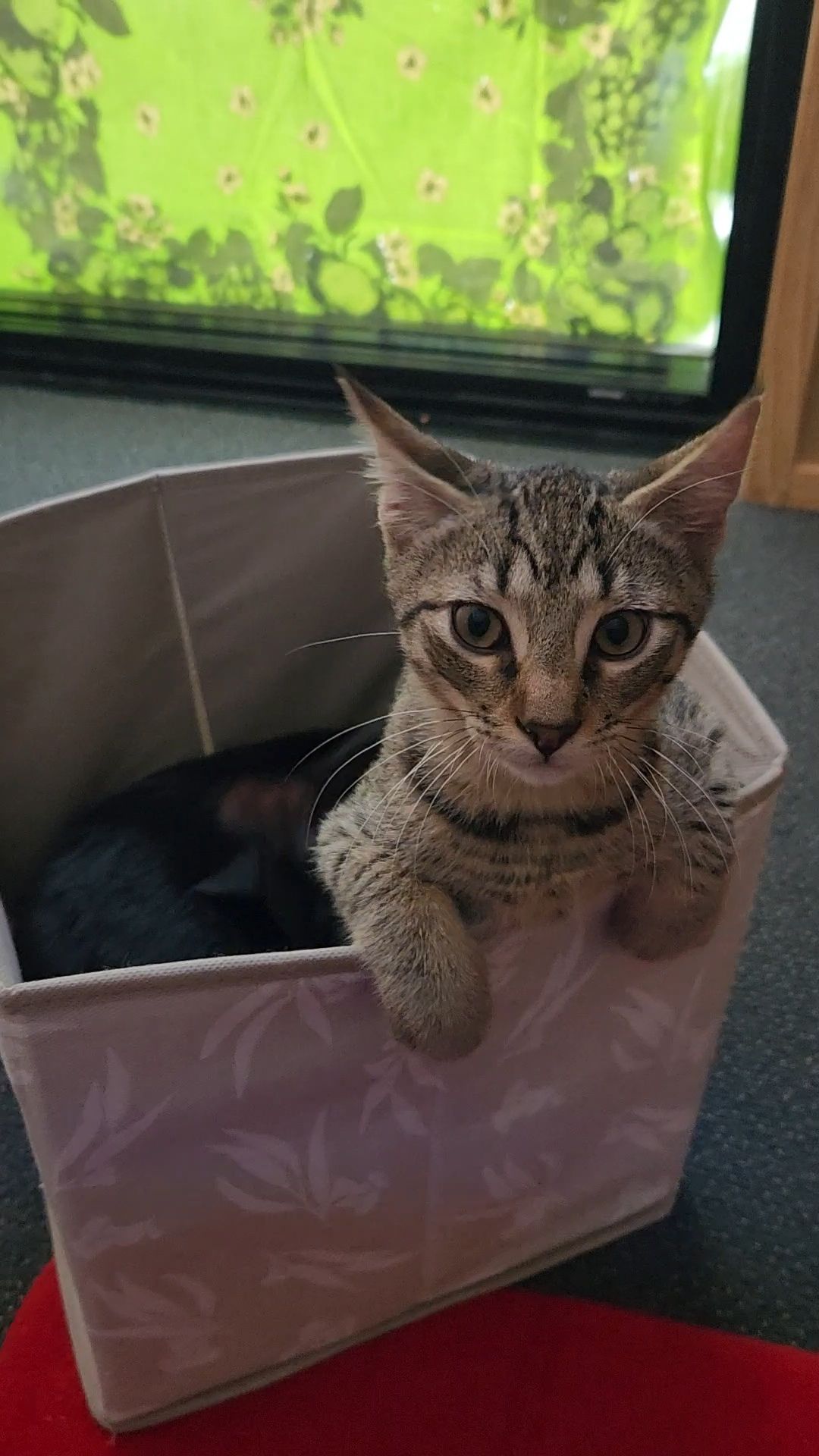 Gallery image: Santa Paws