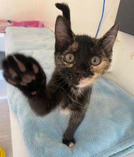 Squeak - Domestic Short Hair