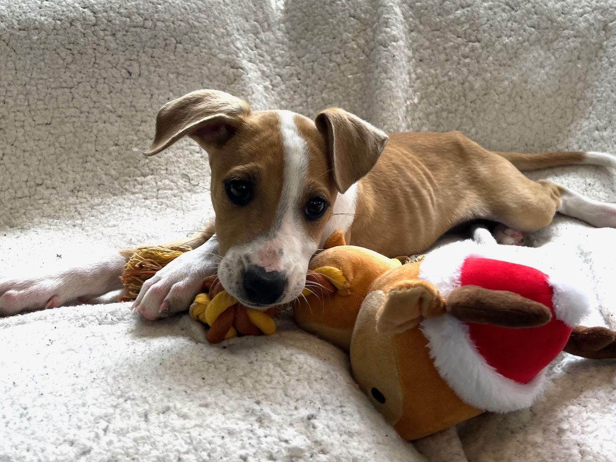 Gallery image: Pixie