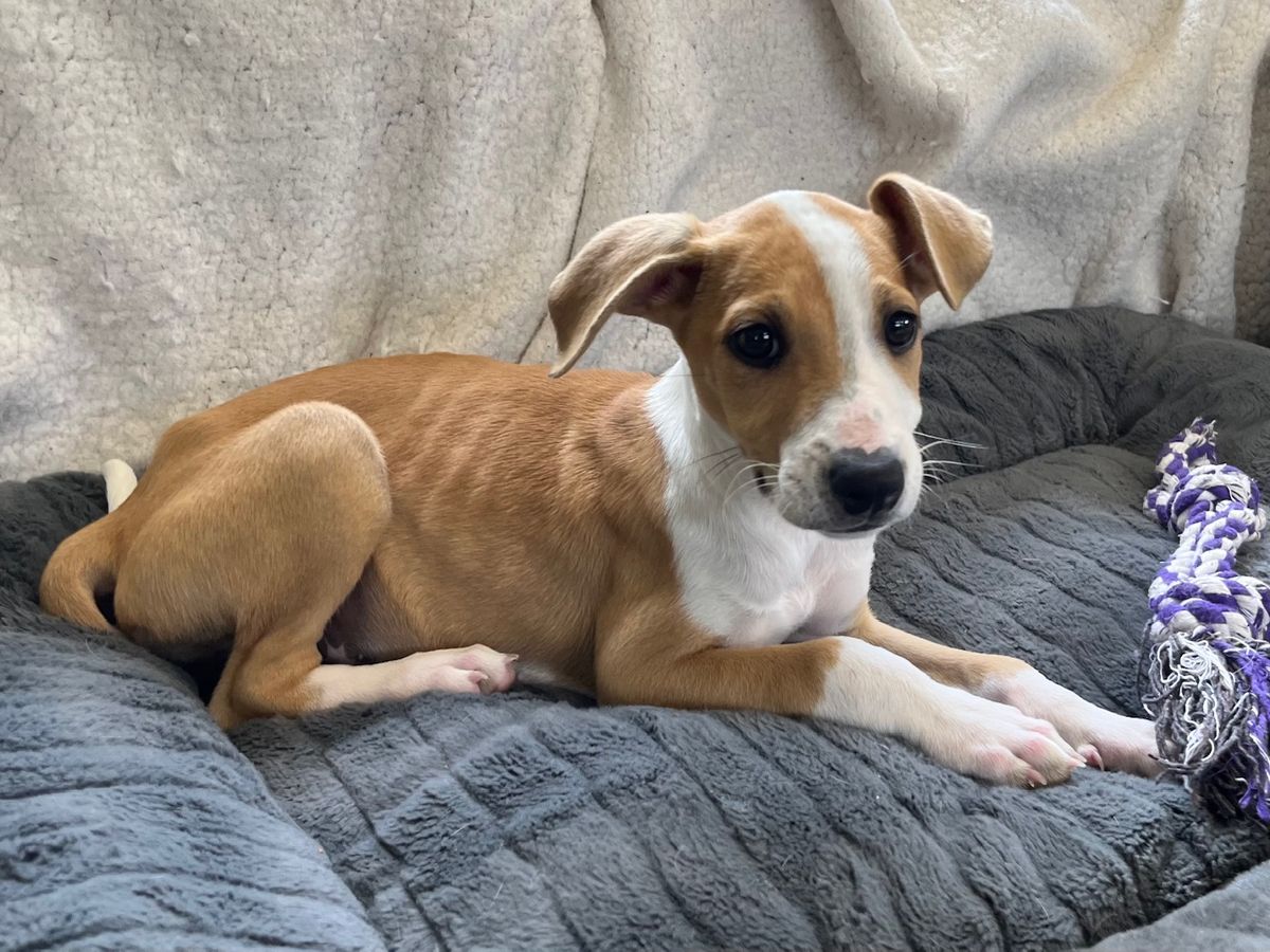 Gallery image: Pixie