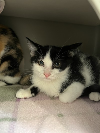 Donatello - Domestic Short Hair