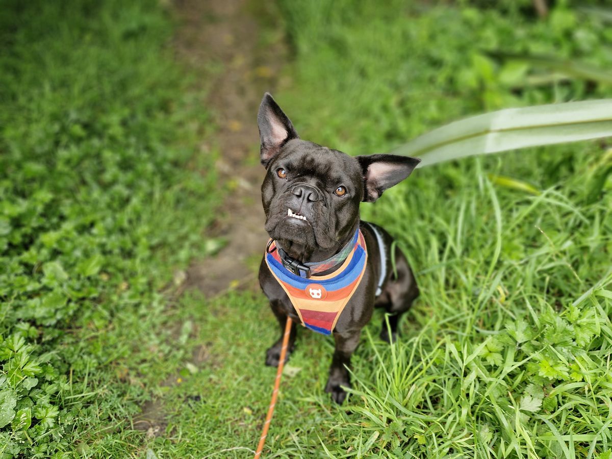 Gallery image: Bluey 