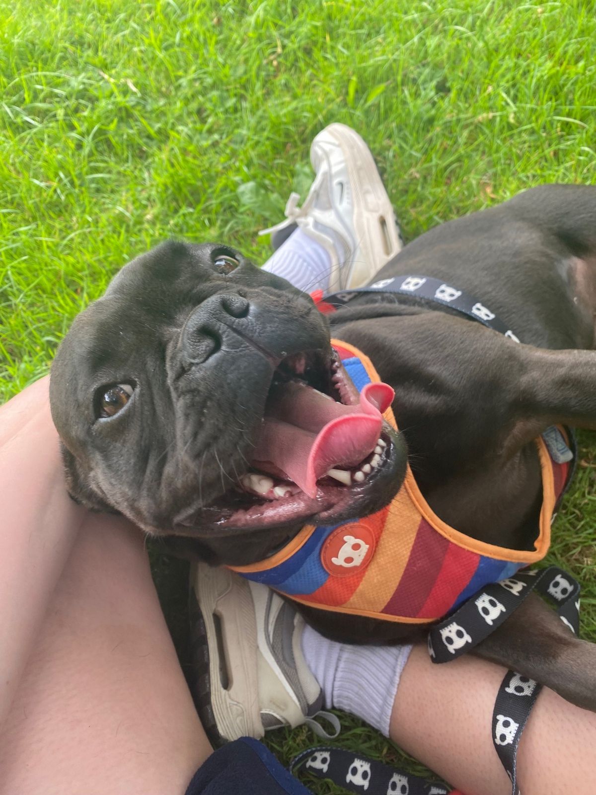 Gallery image: Bluey 