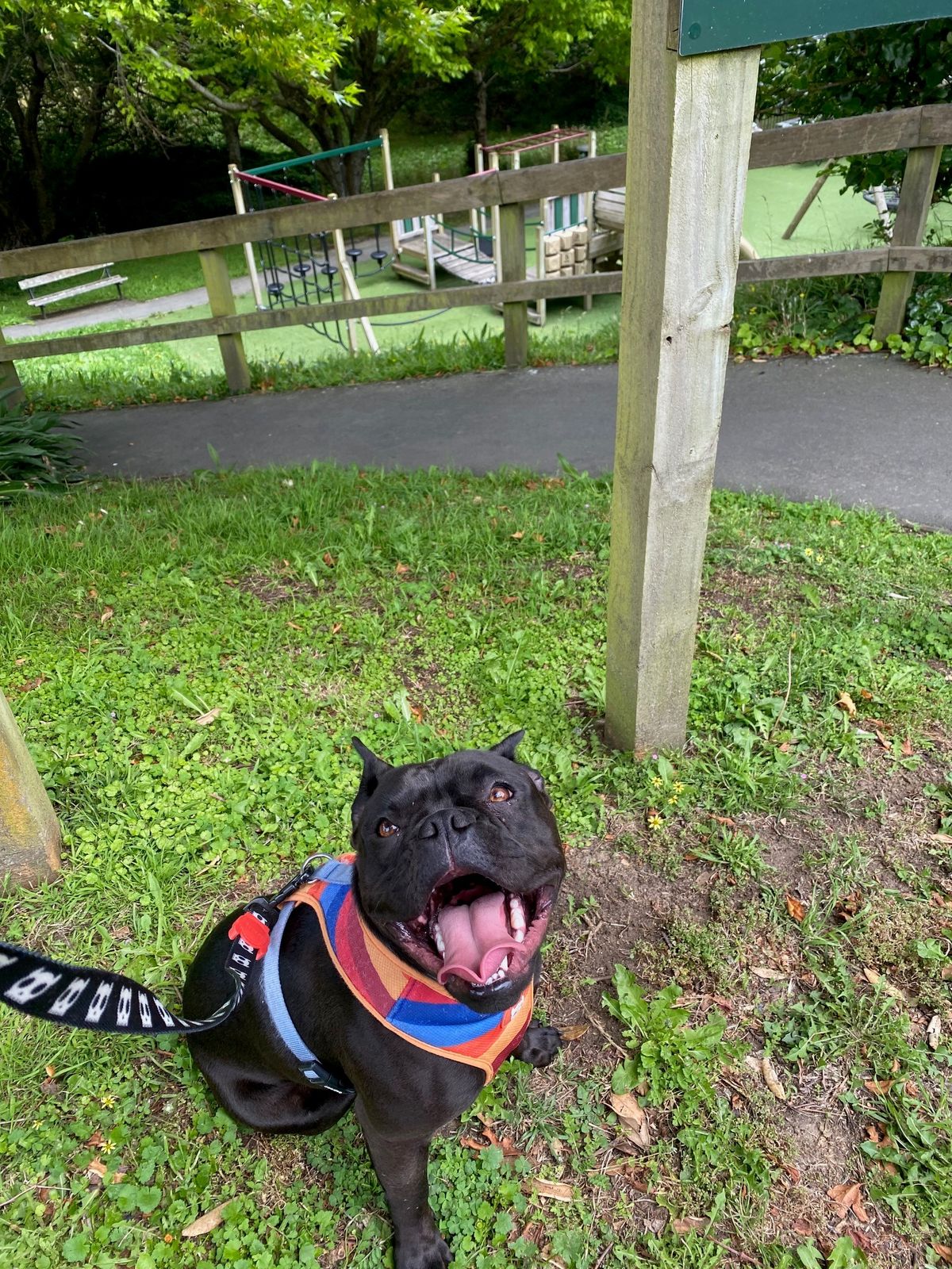 Gallery image: Bluey 