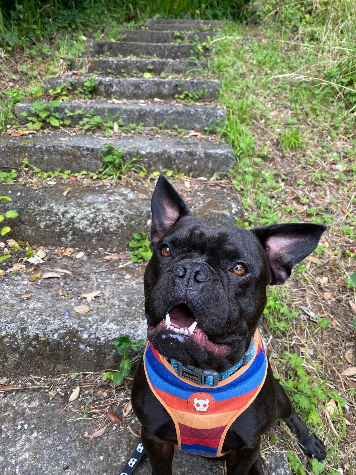 Gallery image: Bluey 