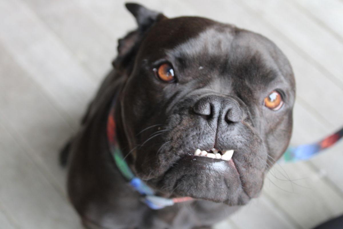 Gallery image: Bluey 