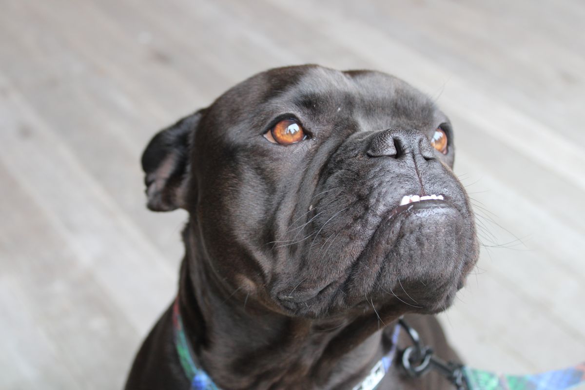 Gallery image: Bluey 