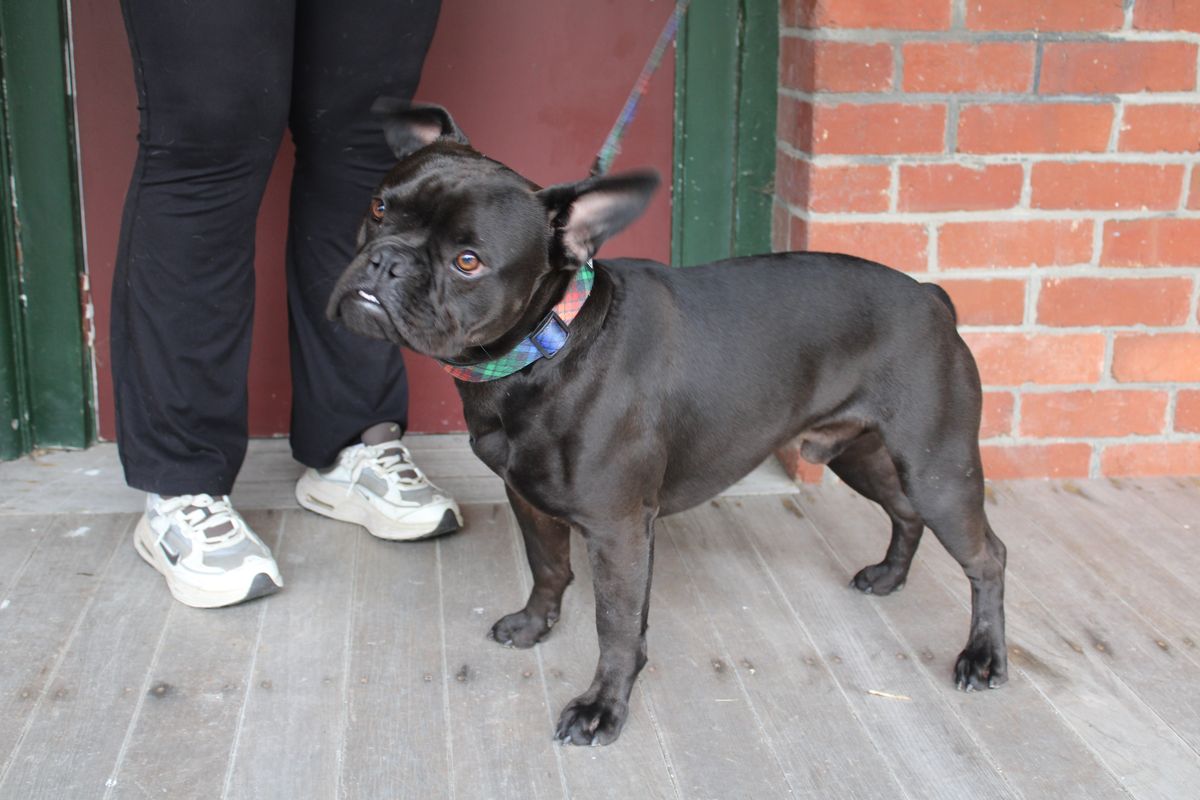 Gallery image: Bluey 