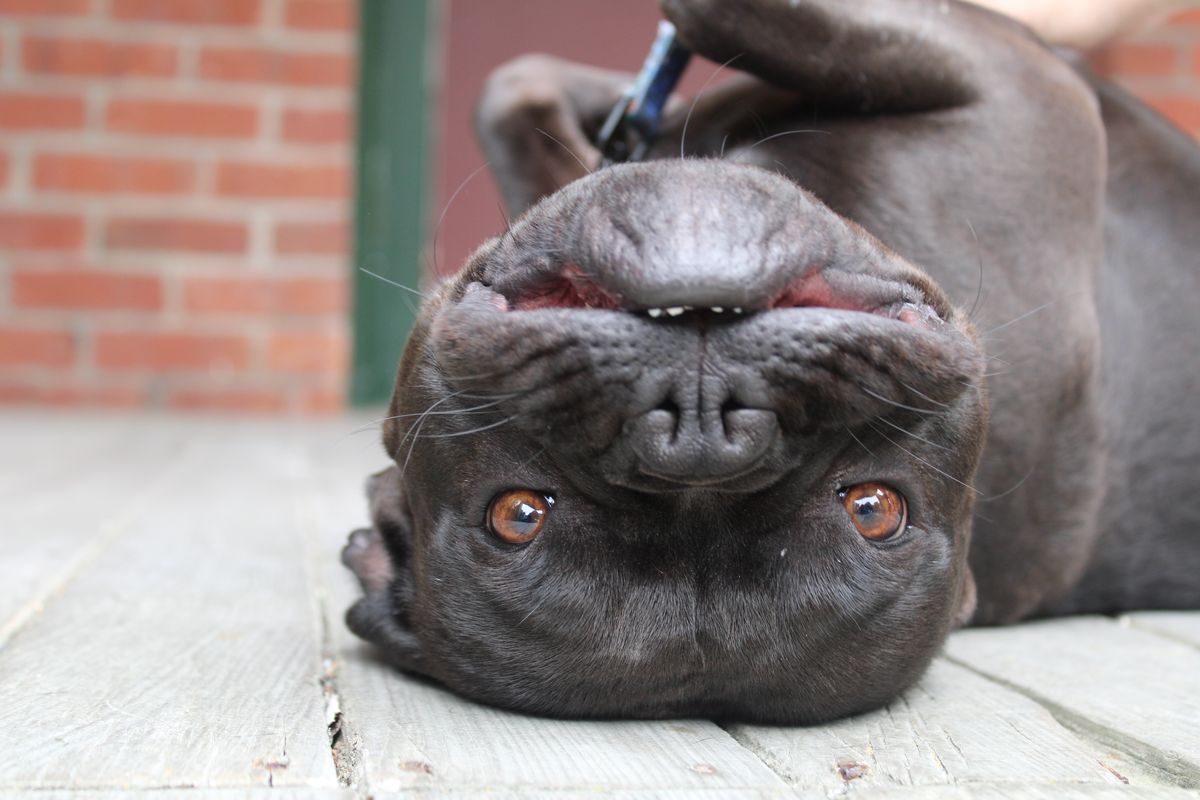 Gallery image: Bluey 