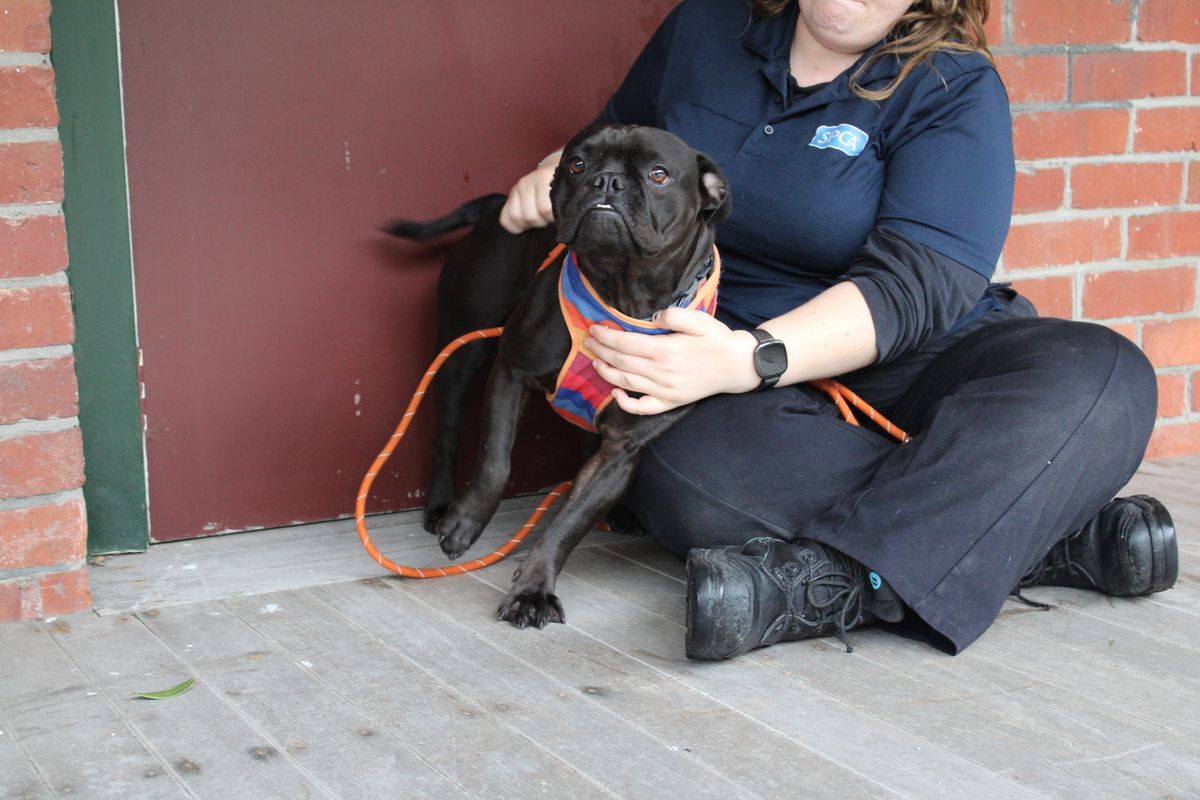 Gallery image: Bluey 