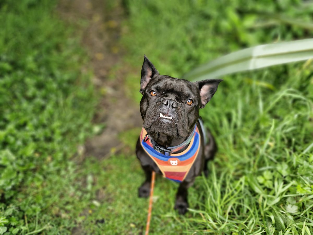 Gallery image: Bluey 