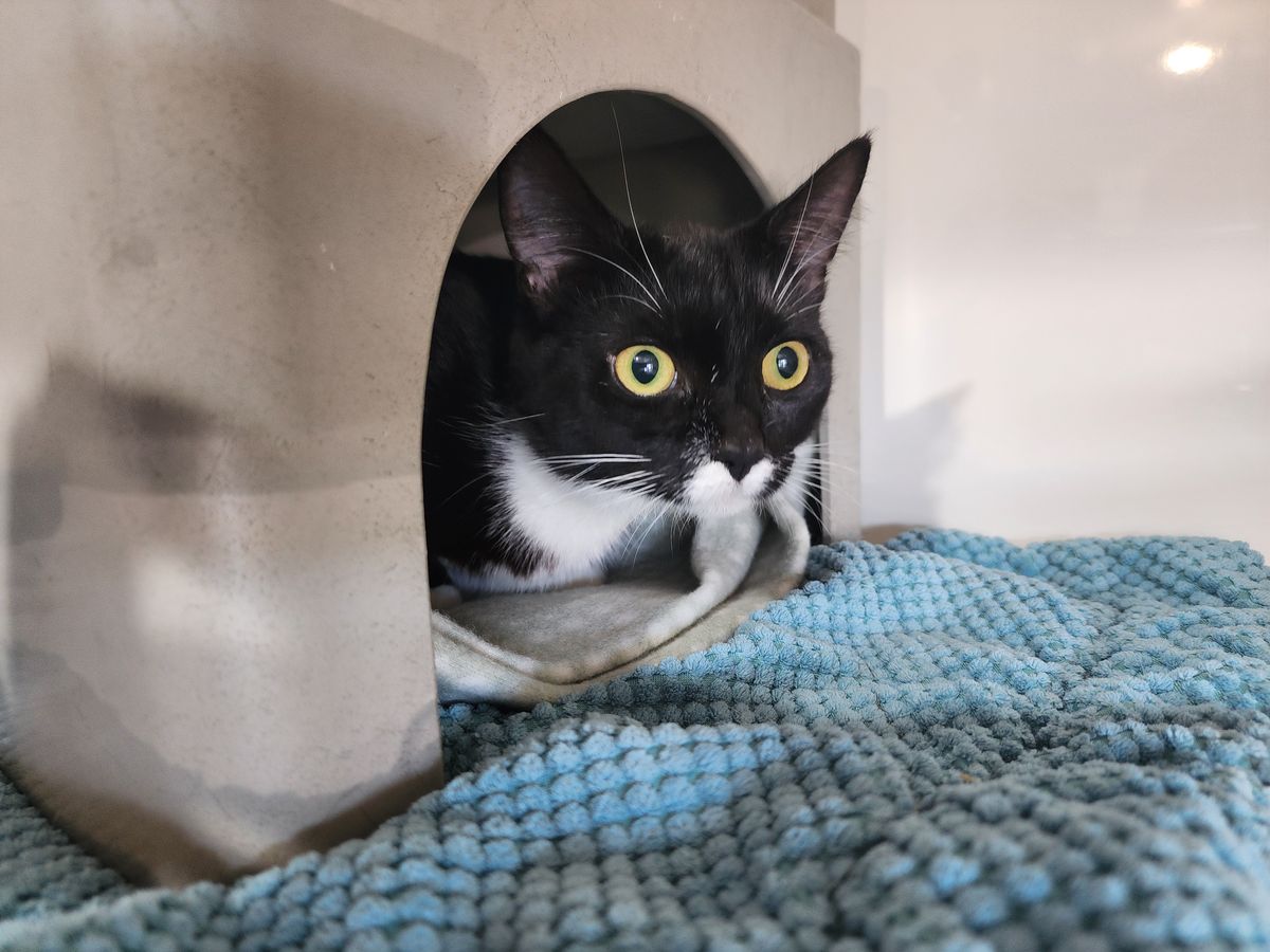 Gallery image: Shiloh