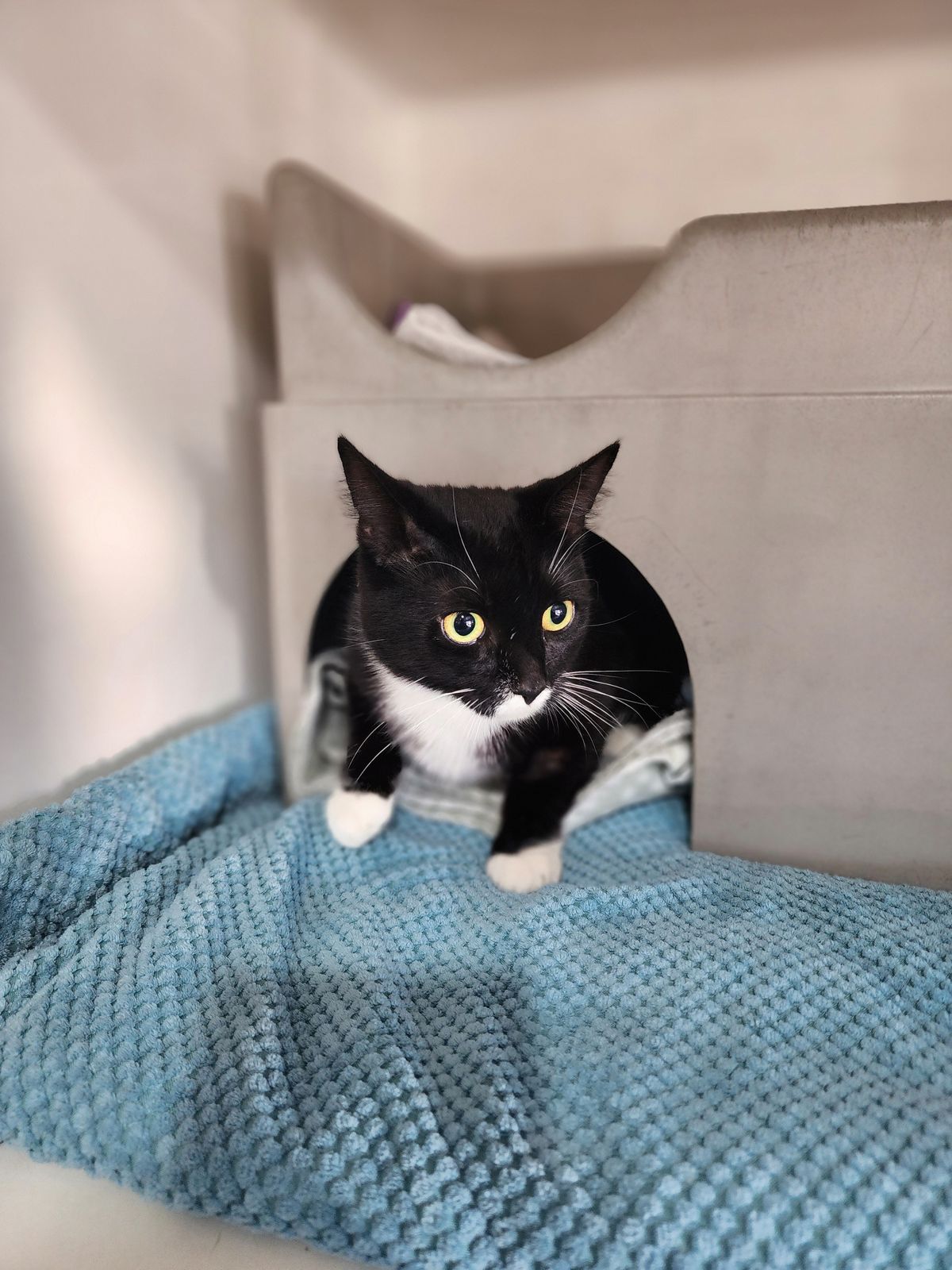 Gallery image: Shiloh