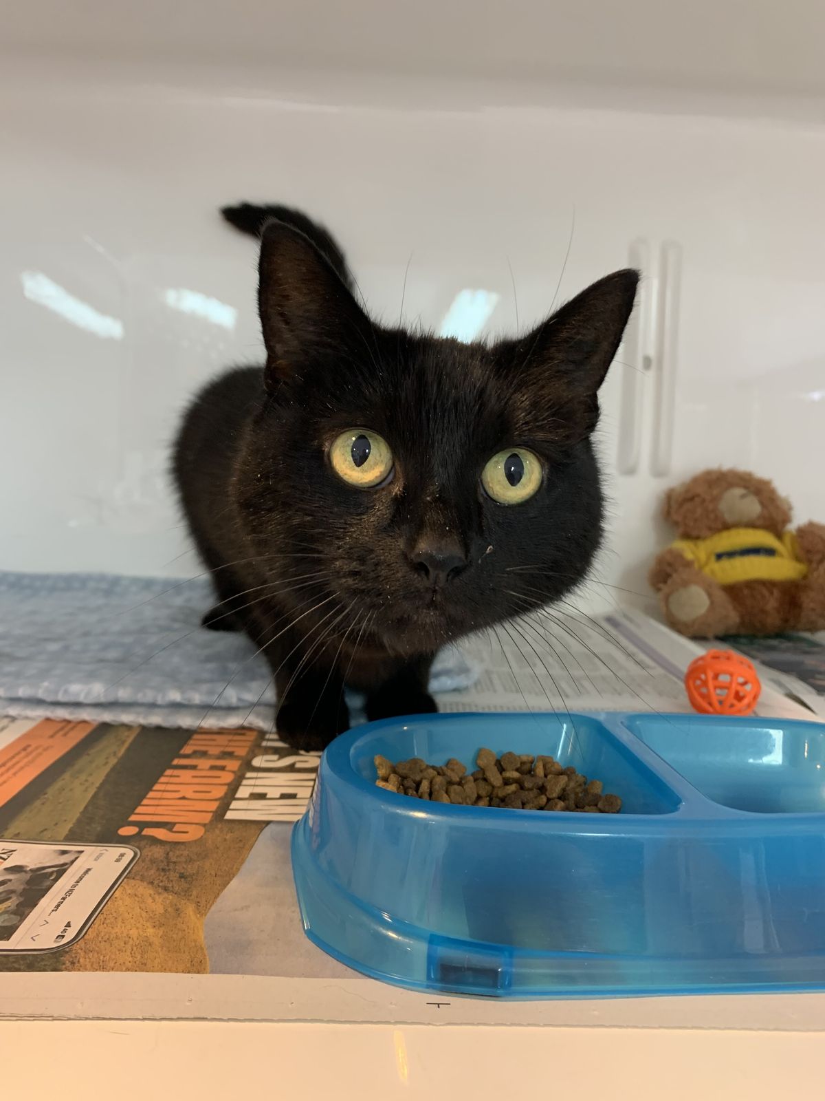 Gallery image: Willow