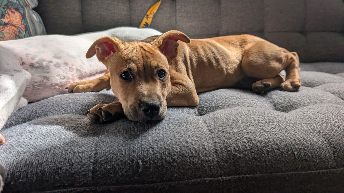 Gallery image: Missy