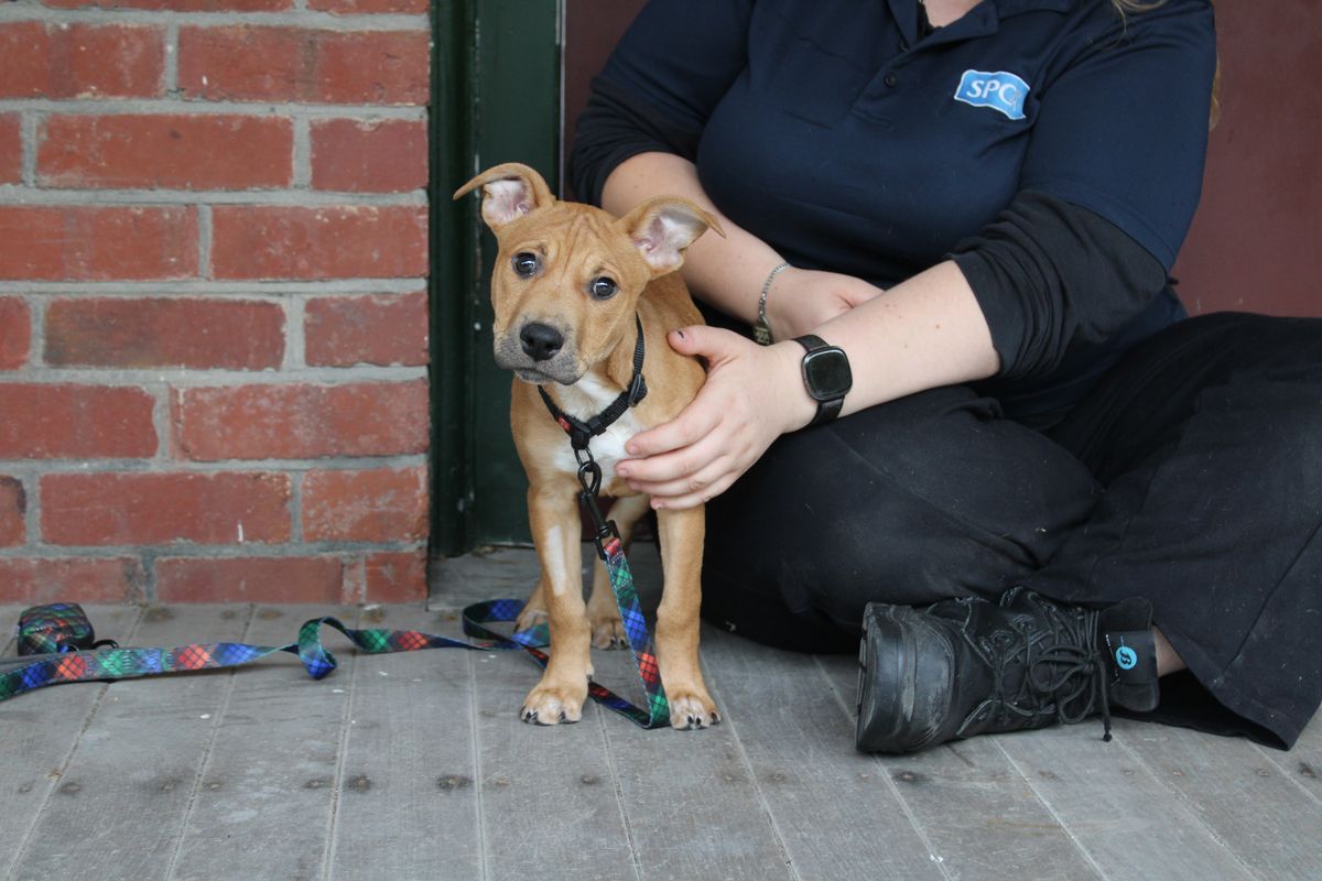 Gallery image: Missy