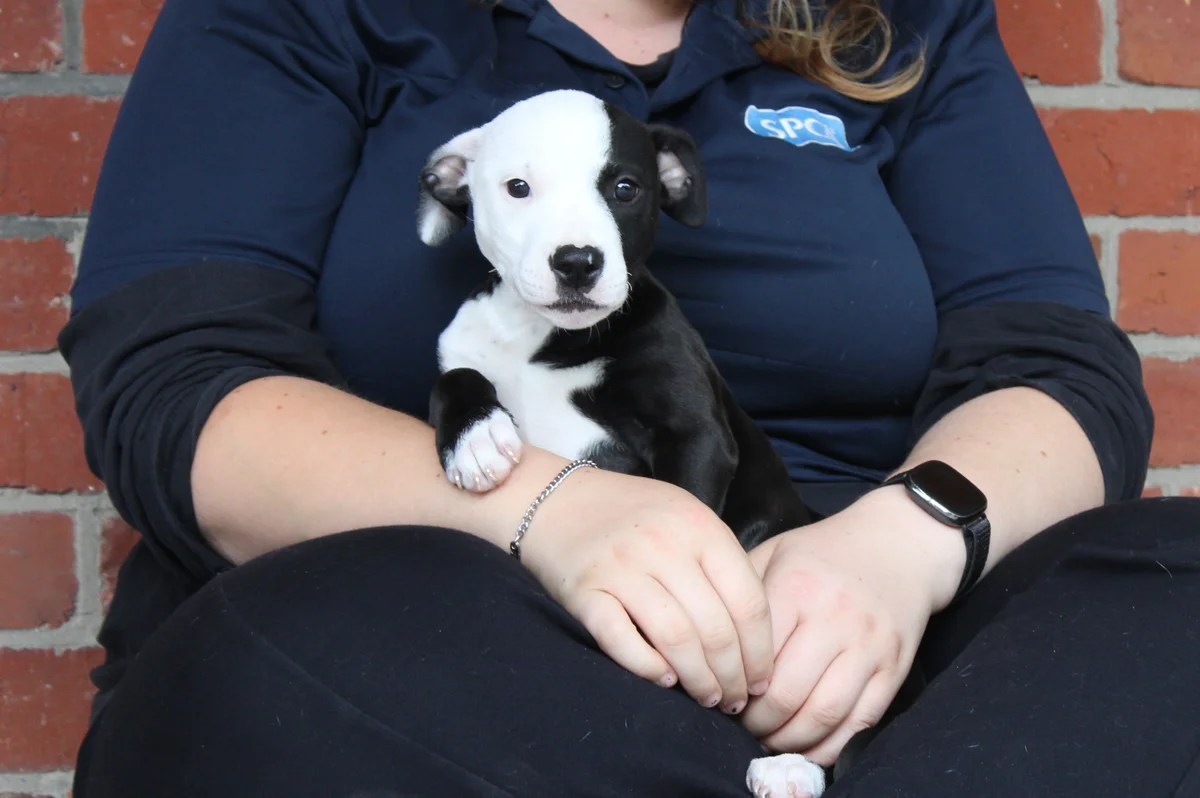 Gallery image: Elsie