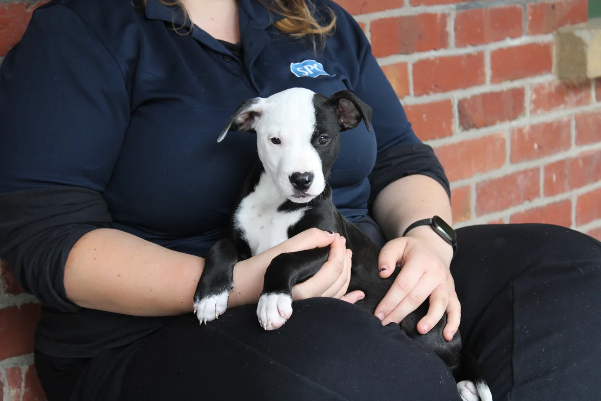 Gallery image: Elsie