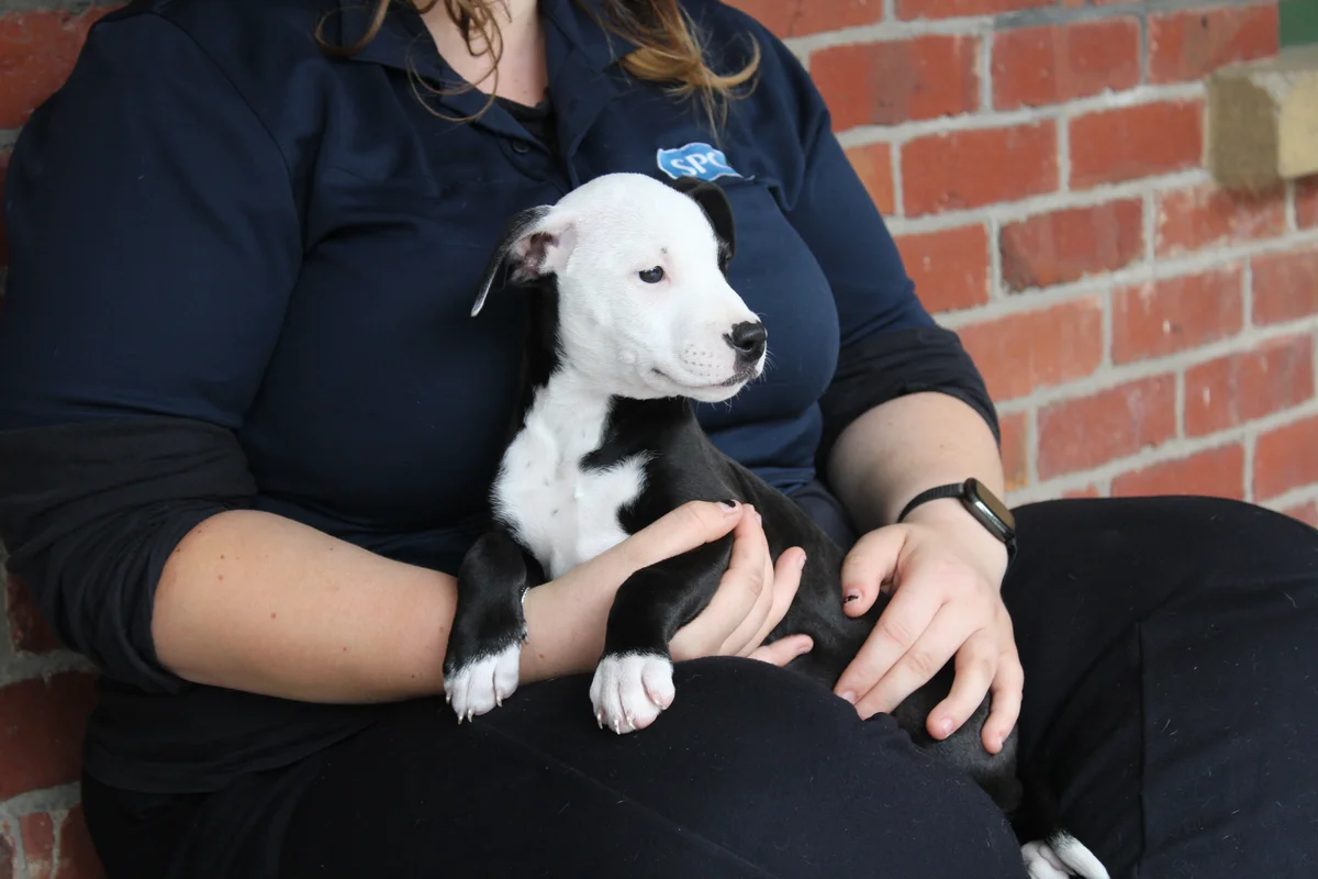 Gallery image: Elsie