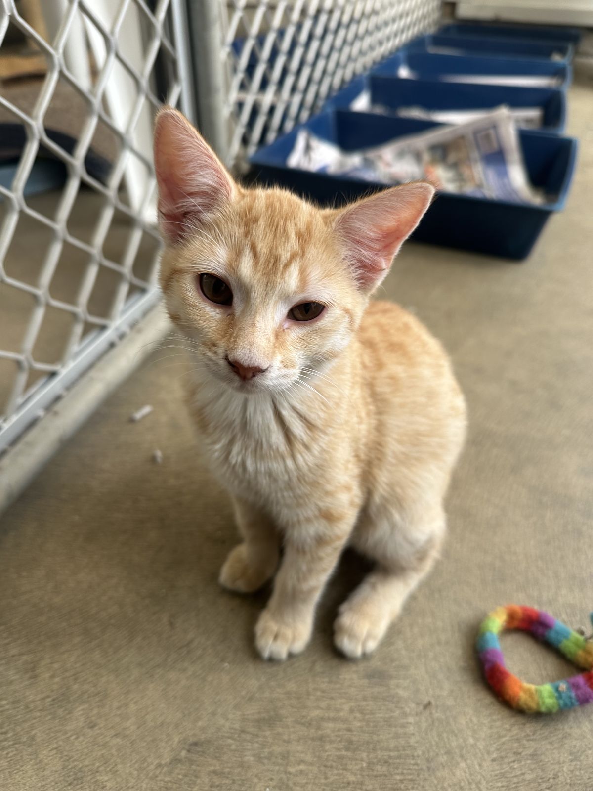 Gallery image: Memphis