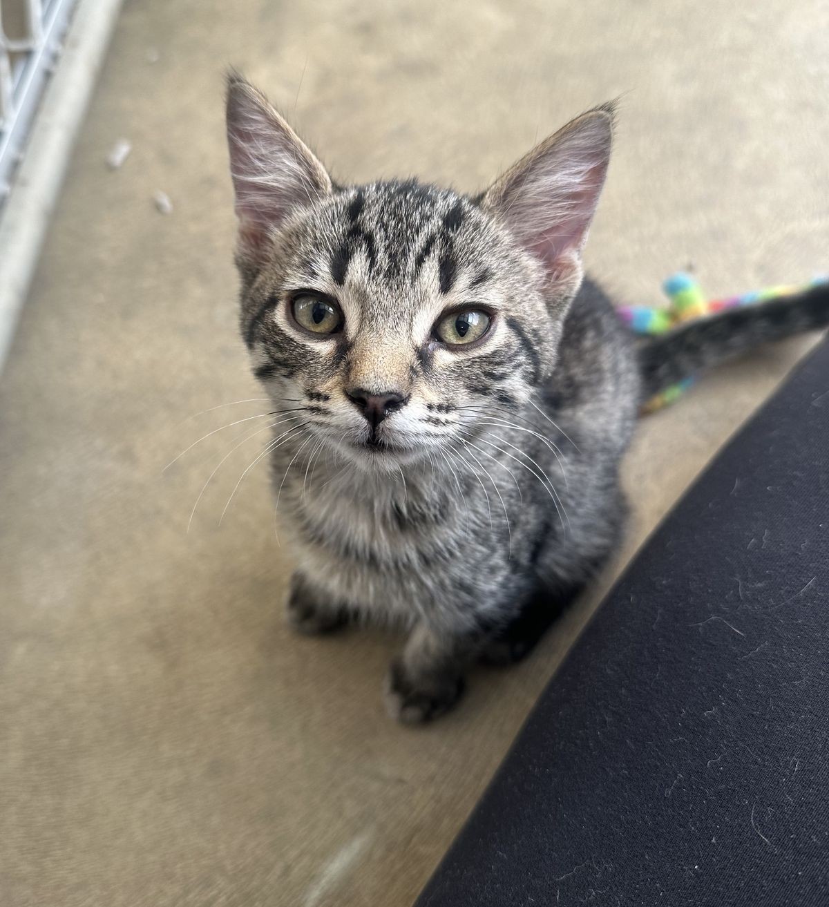 Gallery image: Tuppence