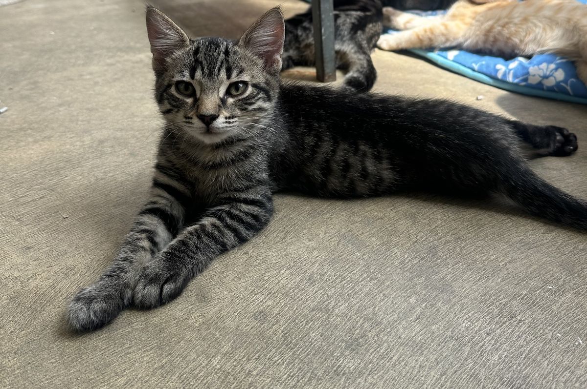 Gallery image: Tuppence