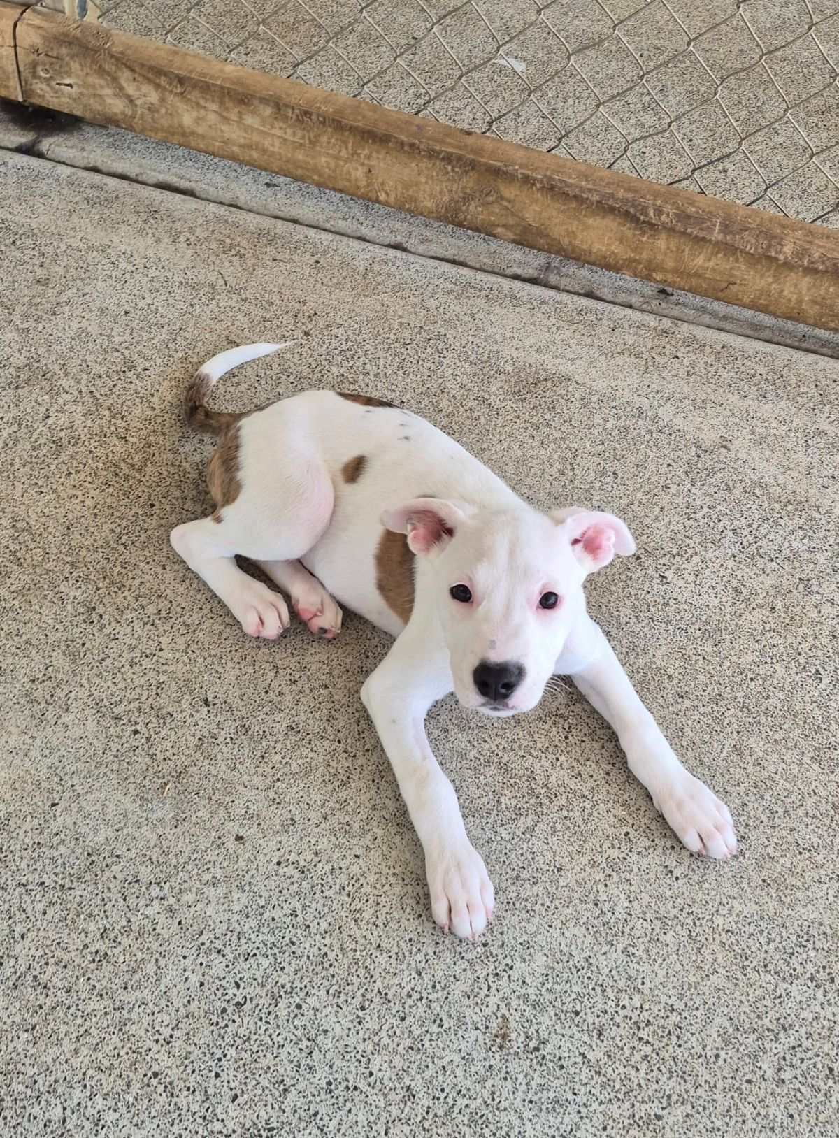 Gallery image: Sprinkle