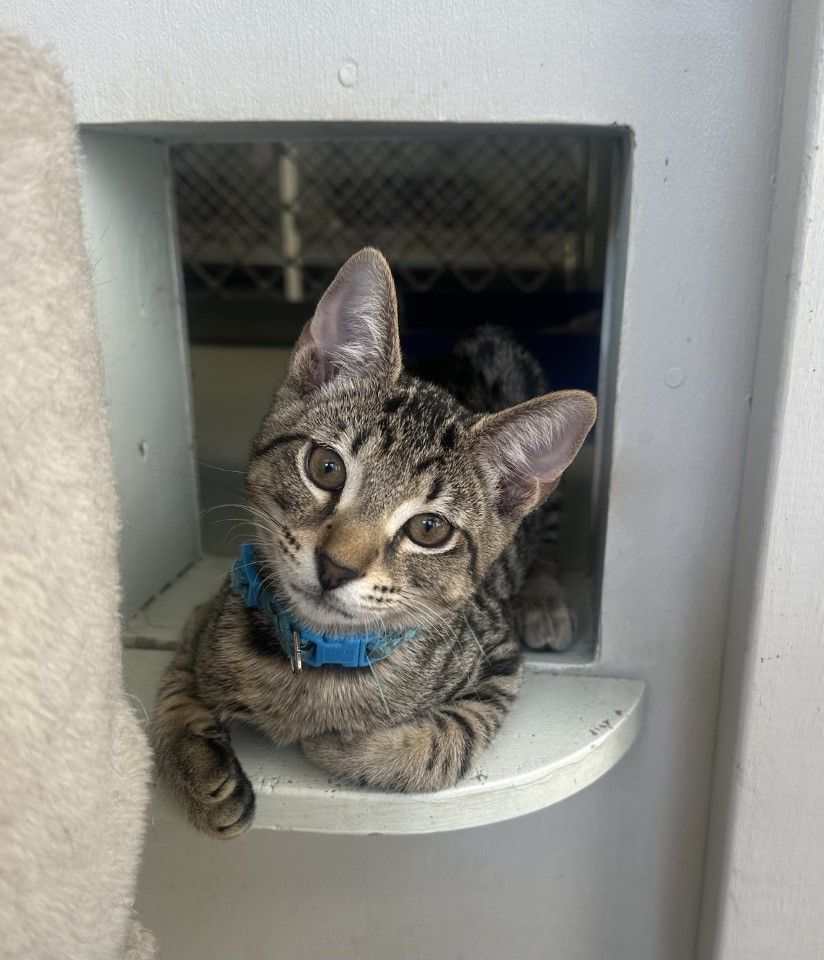 Gallery image: Raddish