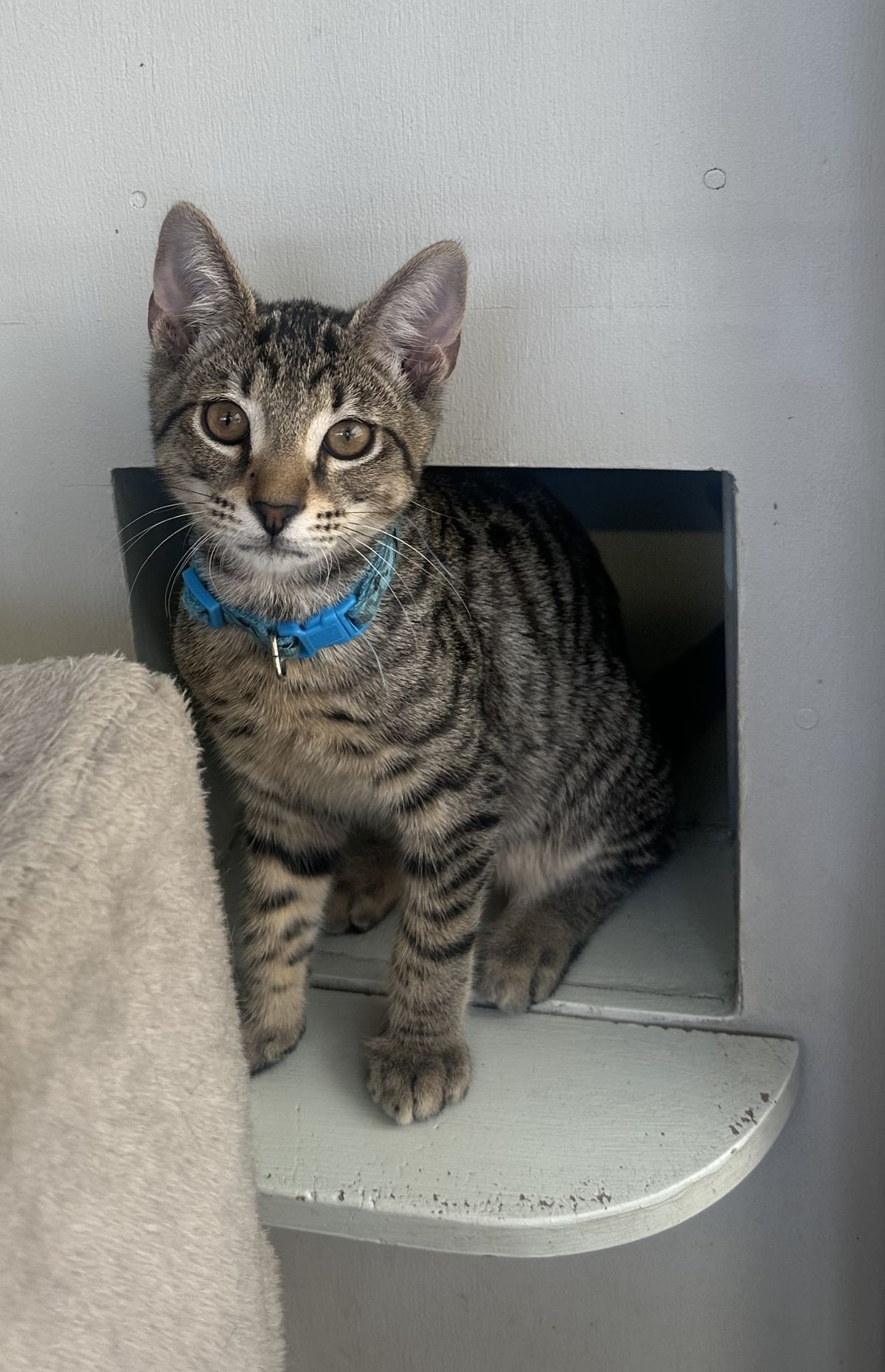 Gallery image: Raddish