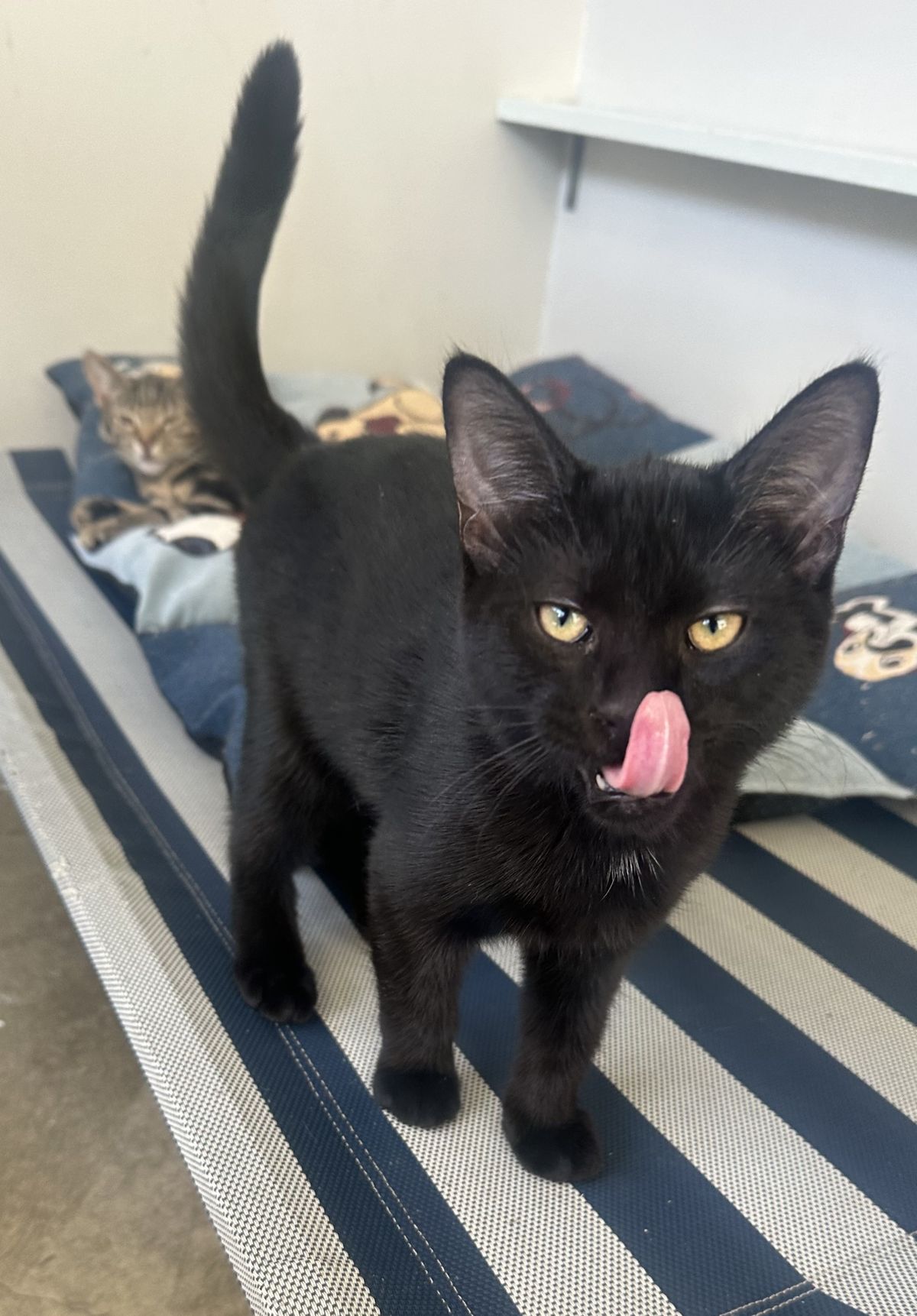 Gallery image: Tater