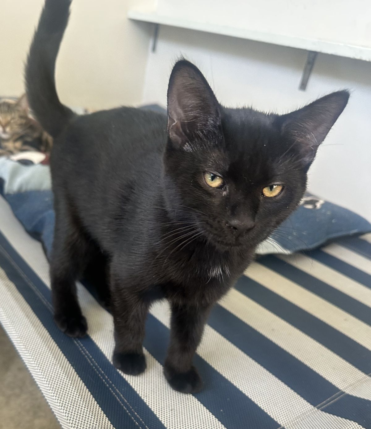 Gallery image: Tater