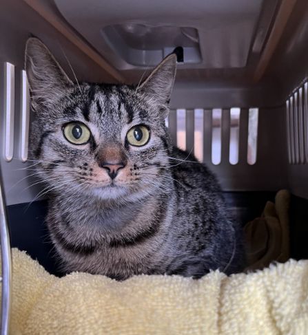 Gallery image: Fudge