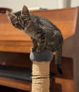 Gallery image: Fudge