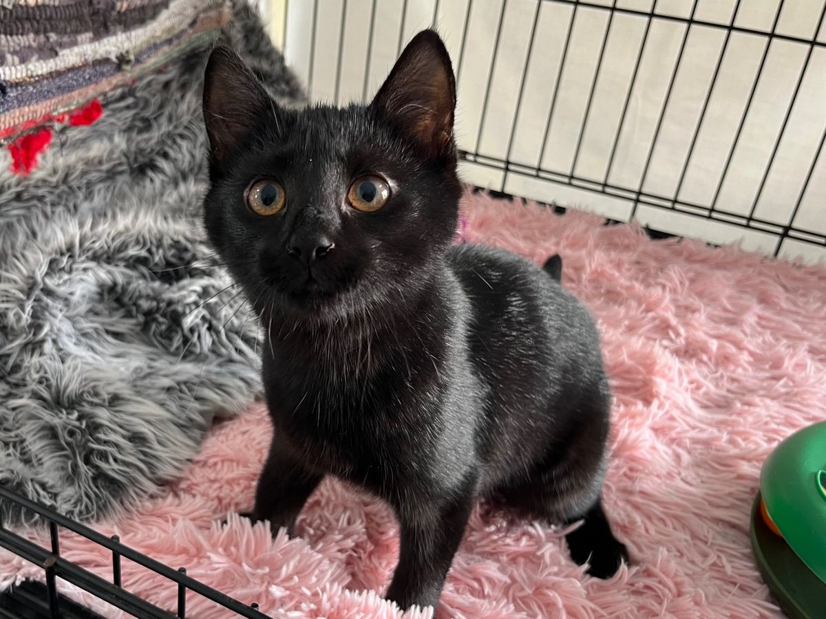 Gallery image: Mocha