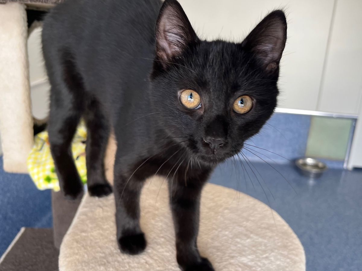 Gallery image: Mocha