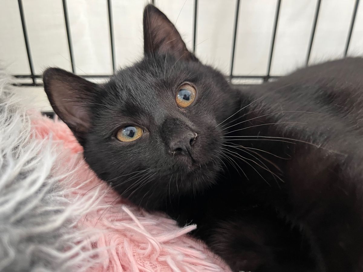 Gallery image: Mocha