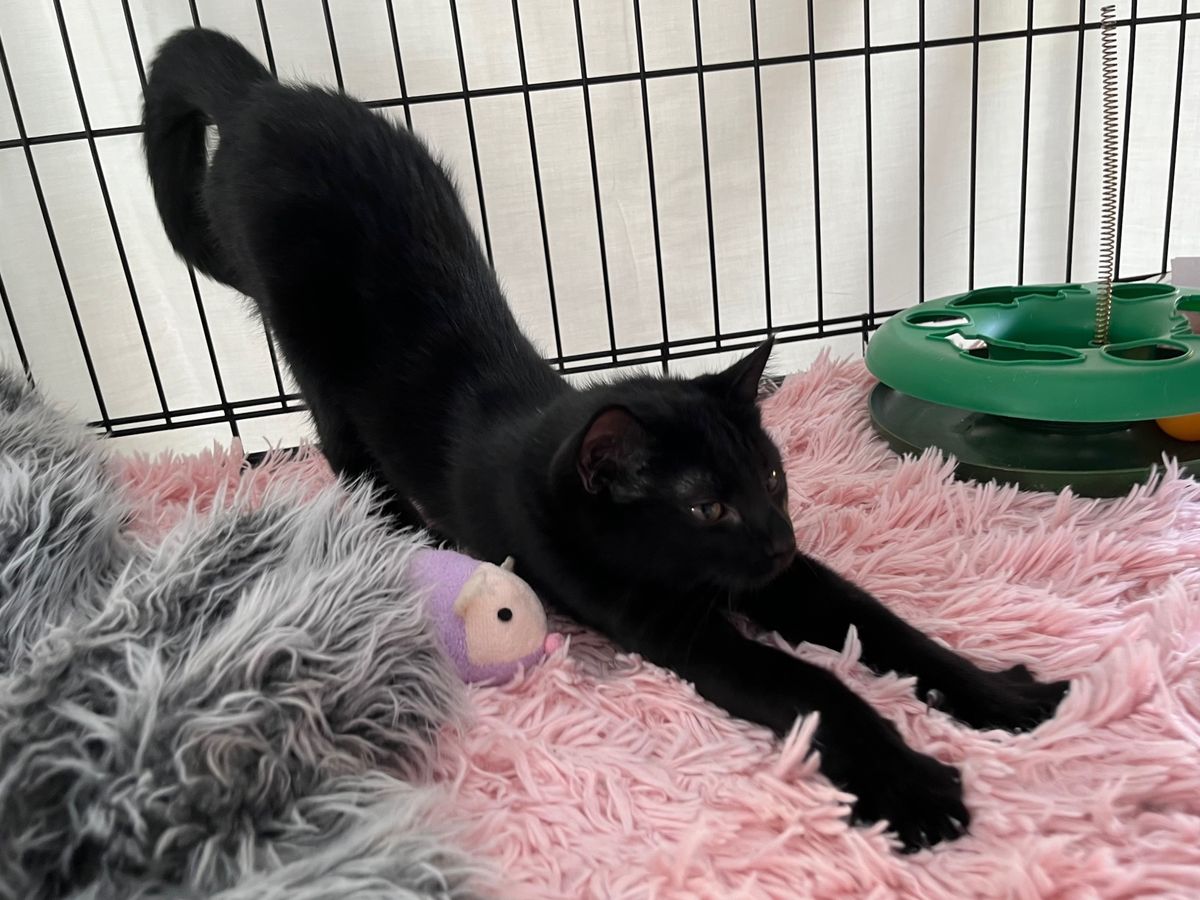 Gallery image: Mocha