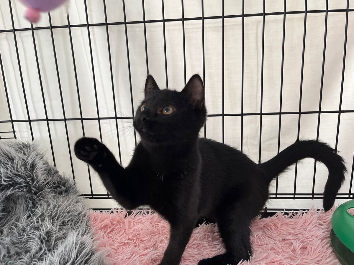 Gallery image: Mocha