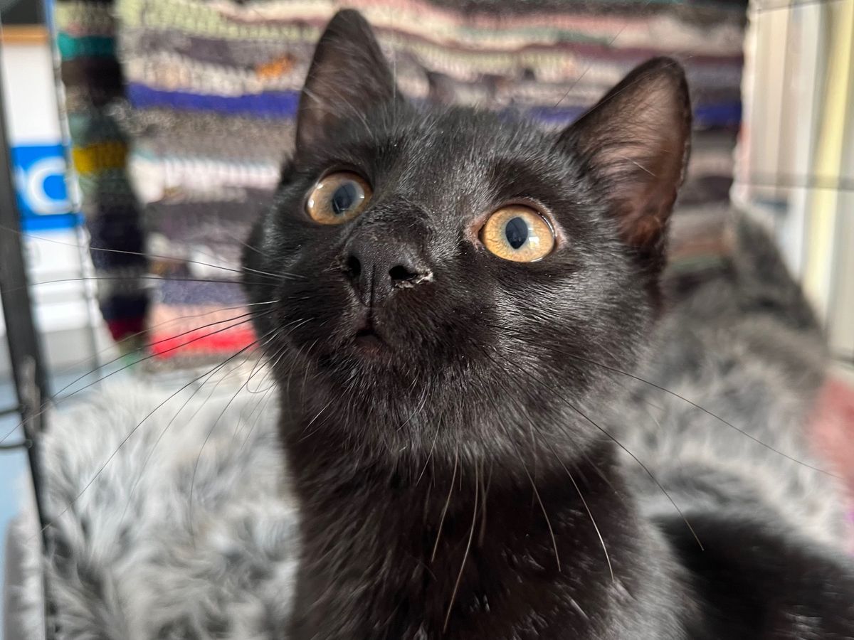 Gallery image: Mocha