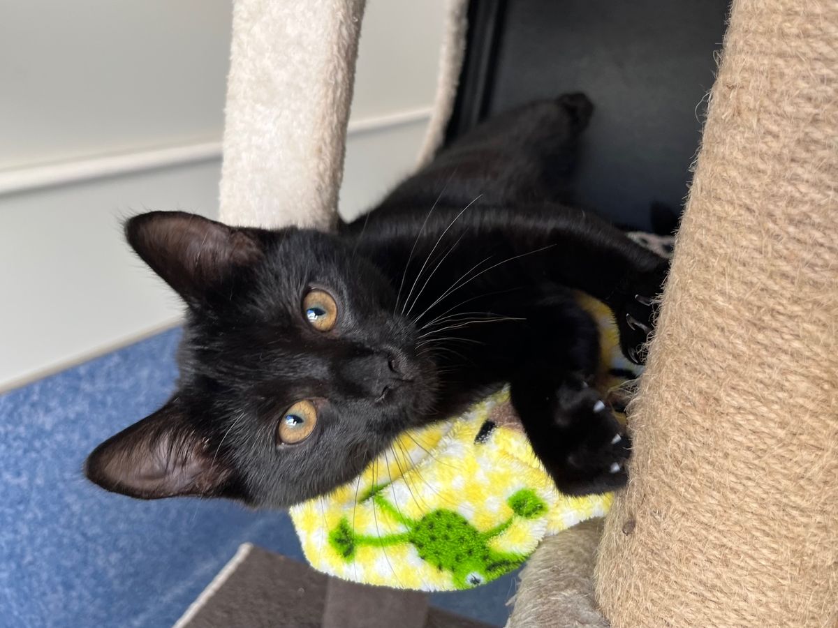 Gallery image: Mocha