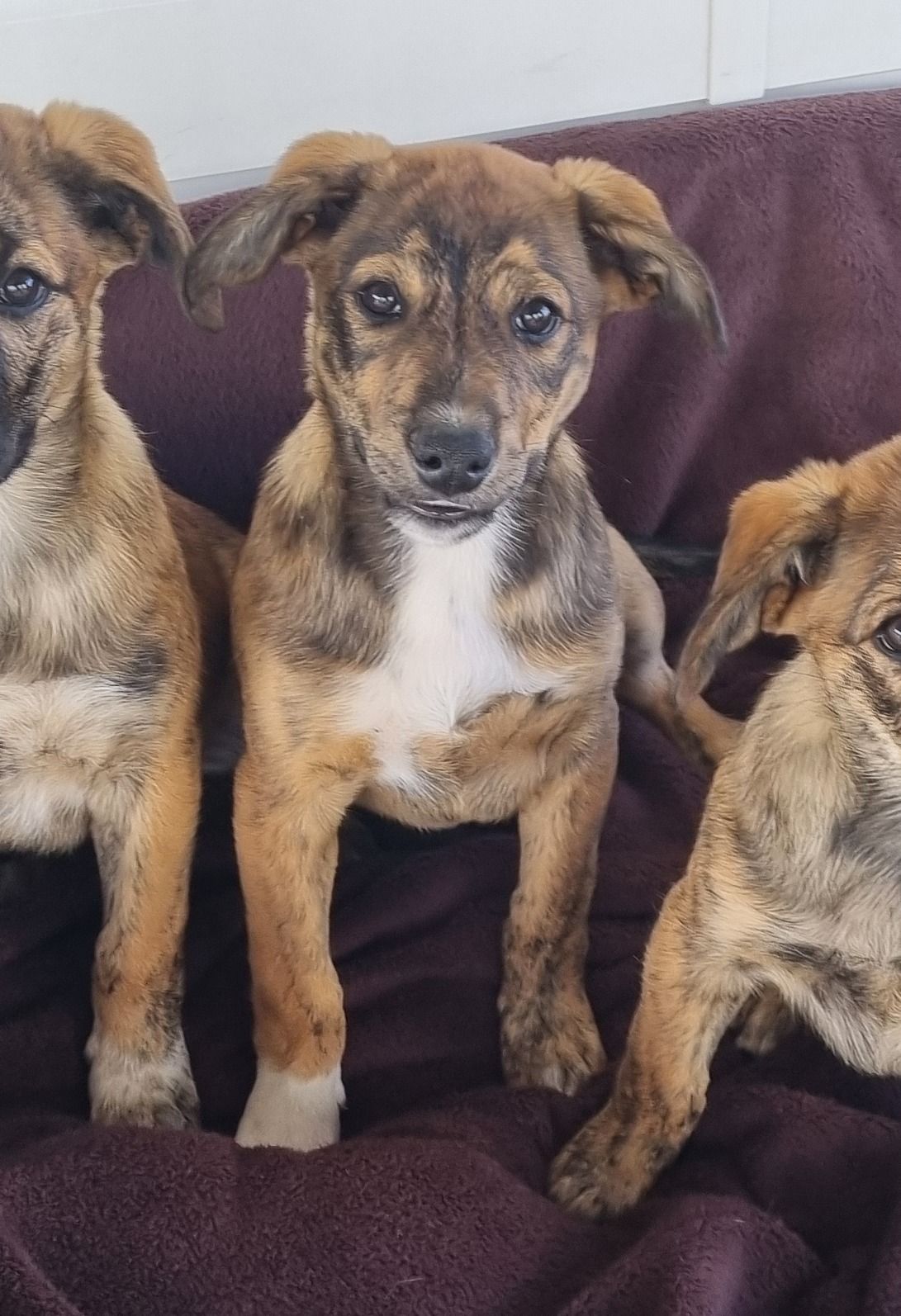 Gallery image: Iggle 