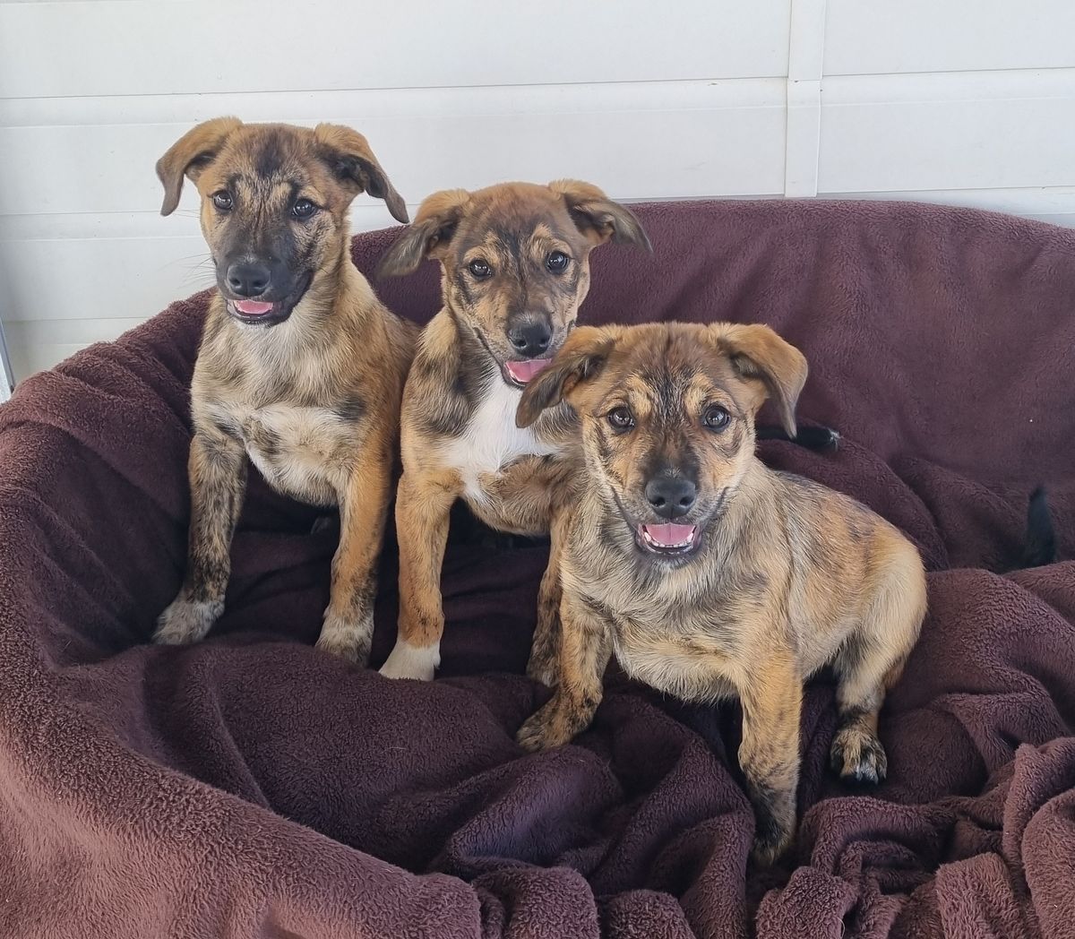 Gallery image: Iggle 